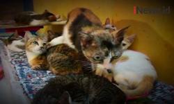 Video Pria di Bekasi Dirikan Asrama untuk Kucing Liar<
