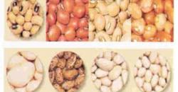 4 Jenis Kacang Ini Bisa Dijadikan Bahan Baku Tempe dan Tahu