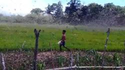 Belalang Kembara Mengamuk dan Rusak Pertanian di Kahali Sumba Timur