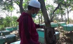 Luar Biasa, Mantan Preman Ini Sukses Ternak Lebah Madu hingga Naik Haji  <