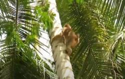 Video Lincahnya Beruk Pemetik Kelapa di Pesisir Barat Lampung