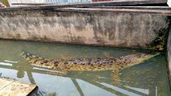 Buaya Muara Tangkapan Warga Langkat Mati di Penangkaran Asam Kumbang Medan, Ini Penyebabnya<
