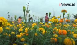 Indahnya Taman Seribu Bunga di Tepi Sawah Jalan Pantura Weleri Kendal