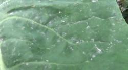 Merapi Erupsi Besar, Beredar Video Hoaks Hujan Pasir 