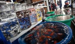Ikan Hias Jadi Penopang Perekonomian Masyarakat di Tengah Pandemi Covid-19 