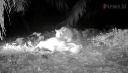 Video Harimau Sumatera Terkam 5 Sapi Milik Warga di Langkat Sumut