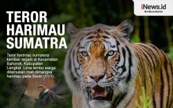 Infografis Teror Harimau Sumatra di Langkat