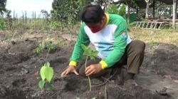 Petani di Bangka Tengah Beralih ke Tanaman Porang, Ini Alasannya<