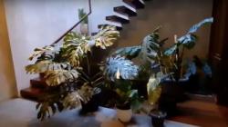 Warga Garut Bikin Heboh, Tukarkan Rumah Rp500 Juta dengan Antorium<