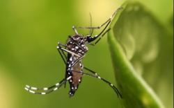 Indonesia Dilanda Suhu Panas, Kemenkes Peringatkan Waspada DBD<