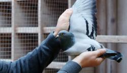 Burung Merpati Balap yang Berhasil Lintasi Samudera Pasifik Sejauh 13.000 Km Terancam Dibunuh