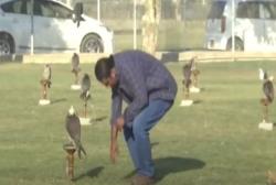 Video Pusat Rehabilitasi Elang Selundupan di Pakistan