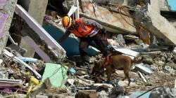 Anjing Pelacak Mabes Polri Dikerahkan Bantu Cari Korban Gempa Bumi Mamuju
