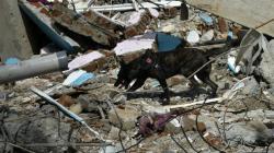 Polda Sumbar Terjunkan Anjing Pelacak K-9 Cari Korban Tertimbun Longsor di Pasaman