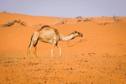 Curi dan Jadikan Bayi Unta untuk Kado Pacar, Pria di Dubai Didicuk Polisi<