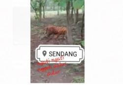 Geger Video Macan Loreng di Gunung Wilis, BKSDA Blitar: Bukan di Indonesia