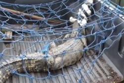 Video Niat Mancing Ikan, Pria di Kalteng Tangkap Buaya 2 Meter 