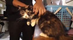 Curi Kucing Ras dan Kandang, 5 Maling di Bukittinggi Ditangkap Polisi