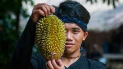 Warga Suku Badui Panen Durian, Dijual Rp30.000 per Buah