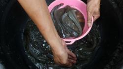 Pencairan Dana KUR Sektor Kelautan dan Perikanan Capai Rp5,2 Triliun