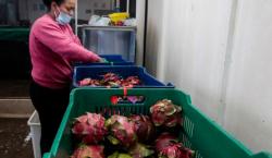 Nama Buah Naga Diganti karena Identik dengan China