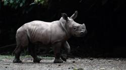 Azsyifa, Anak Badak Putih Tambah Koleksi Taman Safari Indonesia
