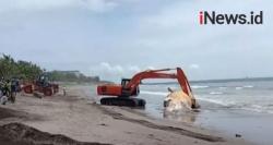 Video Bangkai Paus Bryde Dikubur di Pantai Batu Belig Bali<