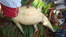 Buaya Seberat 250 Kg Dijerat Warga Mentawai, Dagingnya Disantap 70 Orang