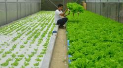 Lahan Tidur di Ternate Dimanfaatkan untuk Menanam Sayur Cara Hidroponik
