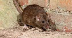 7 Cara Mudah Mengusir Tikus Tanpa Gunakan Bahan Kimia