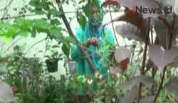 Video Ibu-Ibu di Palembang Membuat Teh Herbal Penangkal Berbagai Penyakit