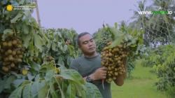 Kisah Petani Berkaki Satu, Mugiyanto Sukses Bangun Perkebunan Kelengkeng