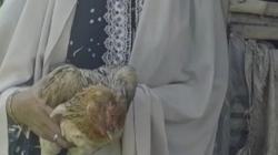 Kecewa Dapat Bansos Ayam Hidup, Warga Cianjur: Ada yang Baru Terima Sudah Mati<