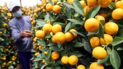 Jelang Perayaan Imlek, Pedagang Dapat Berkah dari Penjualan Jeruk Kim Kit 