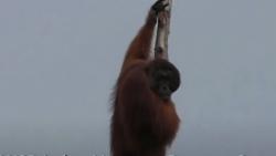 Video Orang Utan Rusak Kebun Nanas Warga di Palangkaraya
