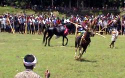 Masih Pandemi Covid -19, Atraksi Pasola dan Pajura di Sumba Barat Ditiadakan