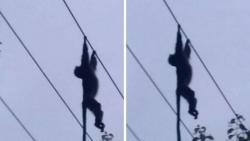 Monyet Mati Tersetrum di Kabel Listrik, Pemadaman Terjadi di Sejumlah Desa Lereng Bromo