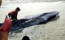 Seekor Paus Terluka Terdampar di Sungai Kong OKI Sumsel<