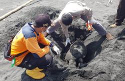 Penyu Mati Terdampar di Pantai Congot Kulonprogo, BKSDA: Ada Iritasi Pencernaan