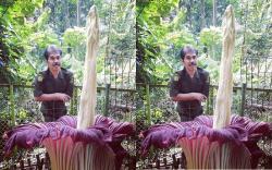 Bunga Bangkai Mekar di Tahura Ir H Djuanda Bandung