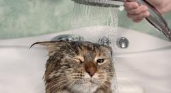 Tahapan Cara Memandikan Kucing yang Benar di Rumah 