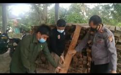 Polisi Sita Ratusan Balok Kayu Ilegal dari Hutan Lindung Bukit Jambul 