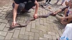 Penemuan Ular Piton Sepanjang 3 Meter di Makassar Gegerkan Warga