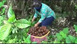 Aktivitas Merapi Meningkat, Warga Kaliurang Magelang Mulai Cemas 