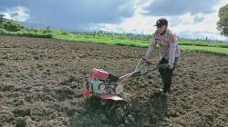 Wah, Tanaman Mahal Ini Akan Dibudidayakan di Jayapura