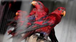 Polda Maluku Gagalkan Penyelundupan 33 Ekor Burung Nuri, 1 Orang Ditangkap