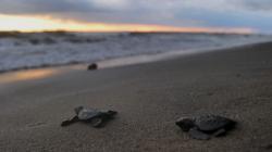 Frekuensi Penyu Bertelur Menurun karena Sampah Laut