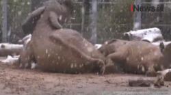Video Gajah Bermain Salju di Reid Park Zoo Arizona Selatan