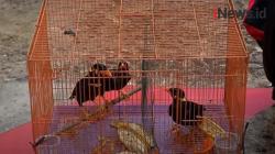 Video Polisi Amankan 7 Hewan Langka dari Pedagang di Bekasi