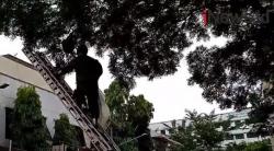 Video Petugas Damkar Evakuasi Sarang Tawon Vespa Gunakan APD Lengkap di Gedung Balitbangkes Jakarta